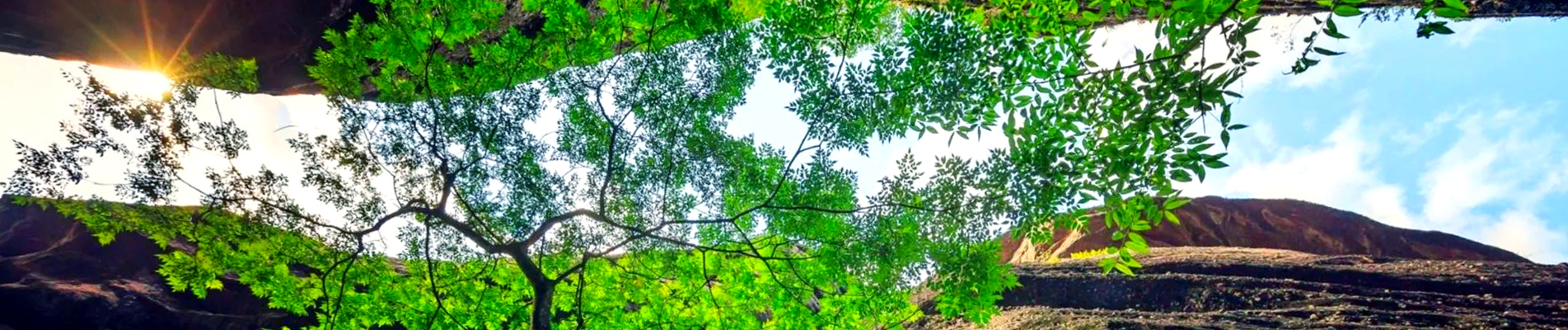 رقائق التارو لحماية البيئة