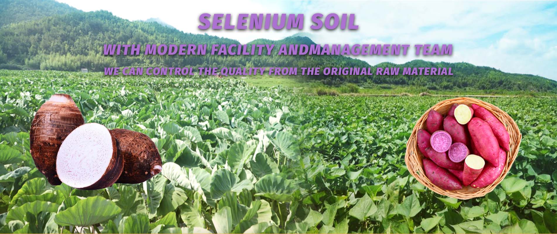 مزرعة منتجات البطاطس